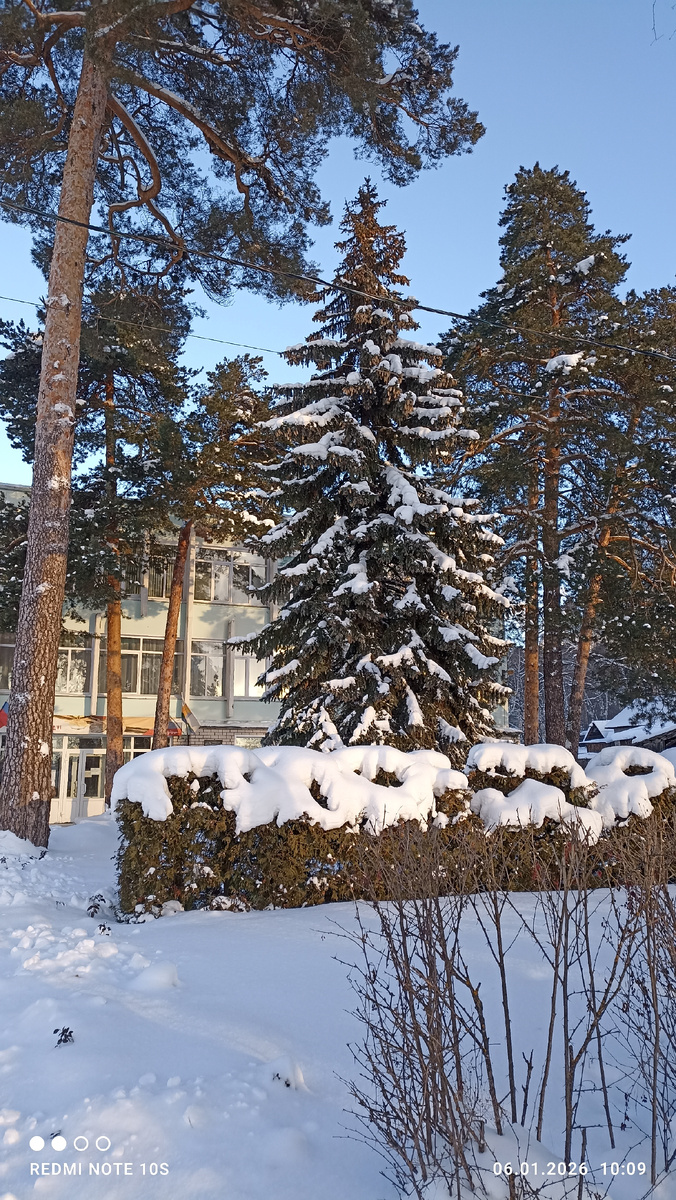 Ель и сосны. Фото автора.