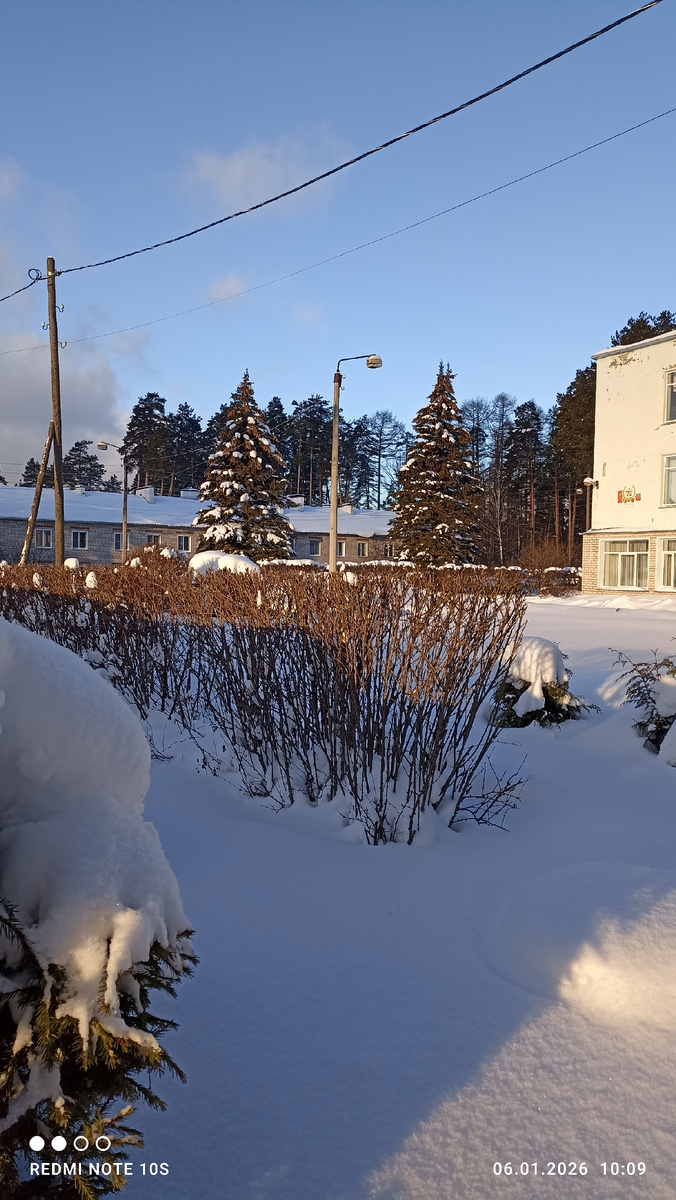 Ели в снегу. Фото автора.