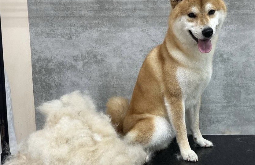 Зимняя линька. Виноваты батареи?