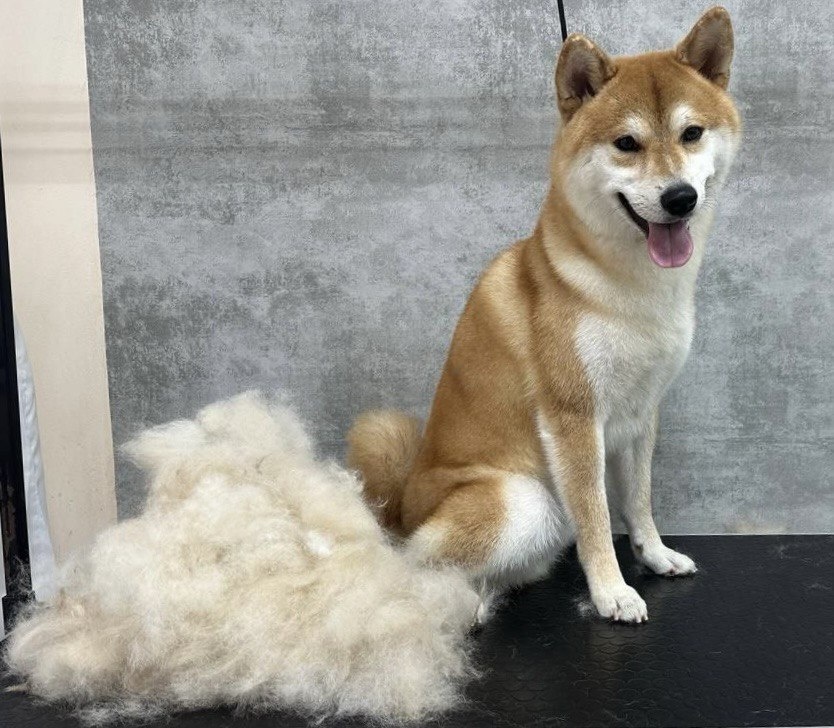 Экспрес линька Сиба Ину