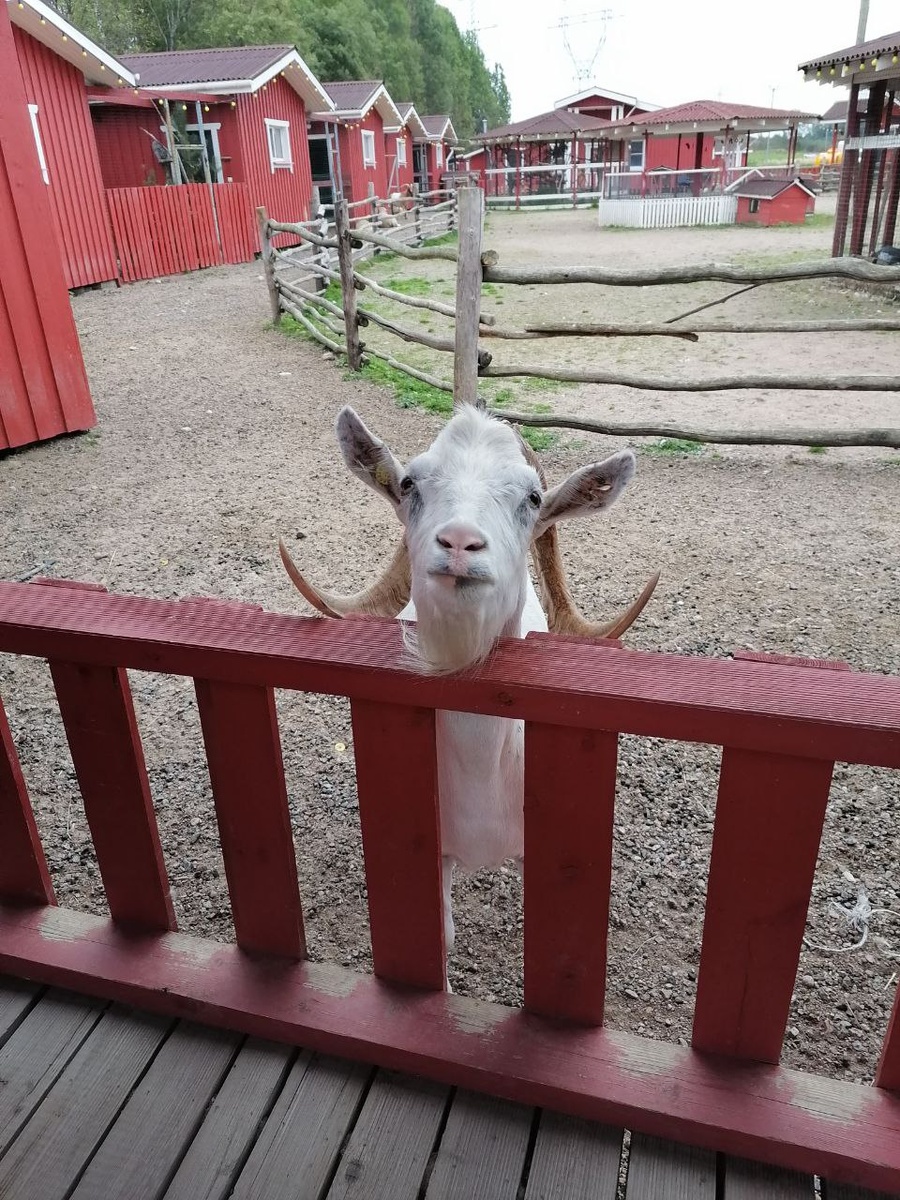 Жители и подопечные фермы