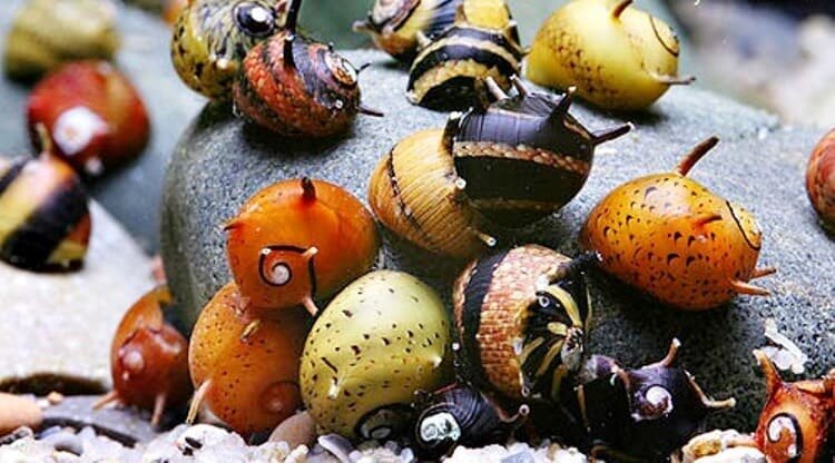 Мал золотник, да колюч: шипы — главная визитная карточка этого вида. 🐌✨