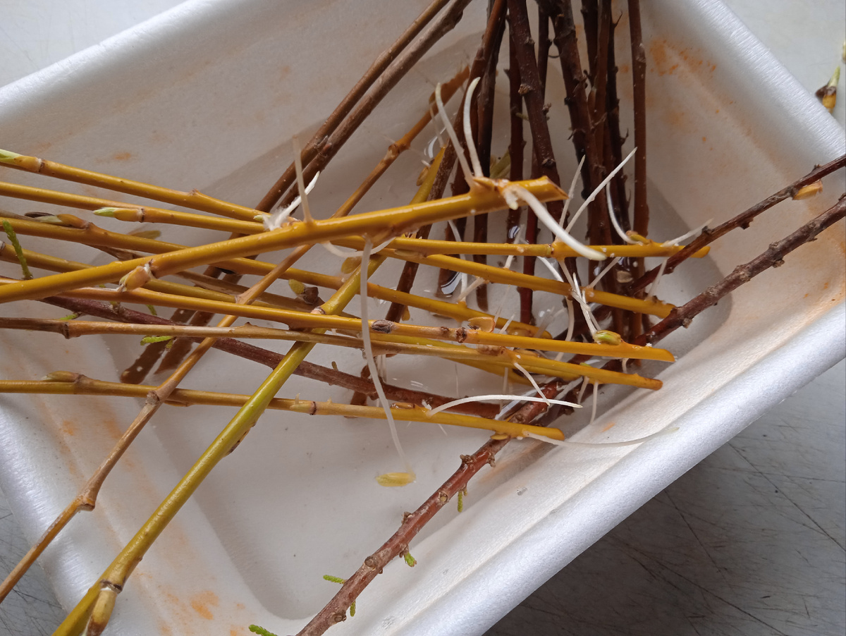 сверху, светлые - это ива, она корни дала раньше, чем тамарикс (рядом, темного цвета)