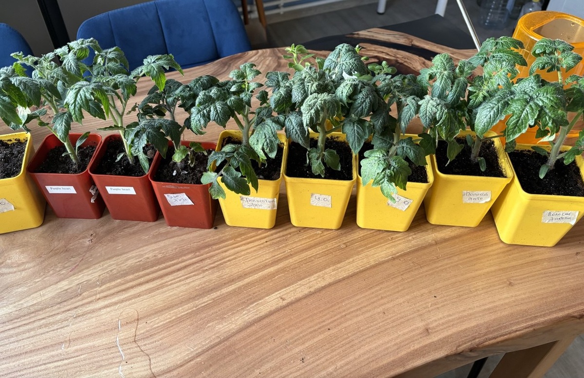 15 апреля 2025 года. Семья гномов выросла!