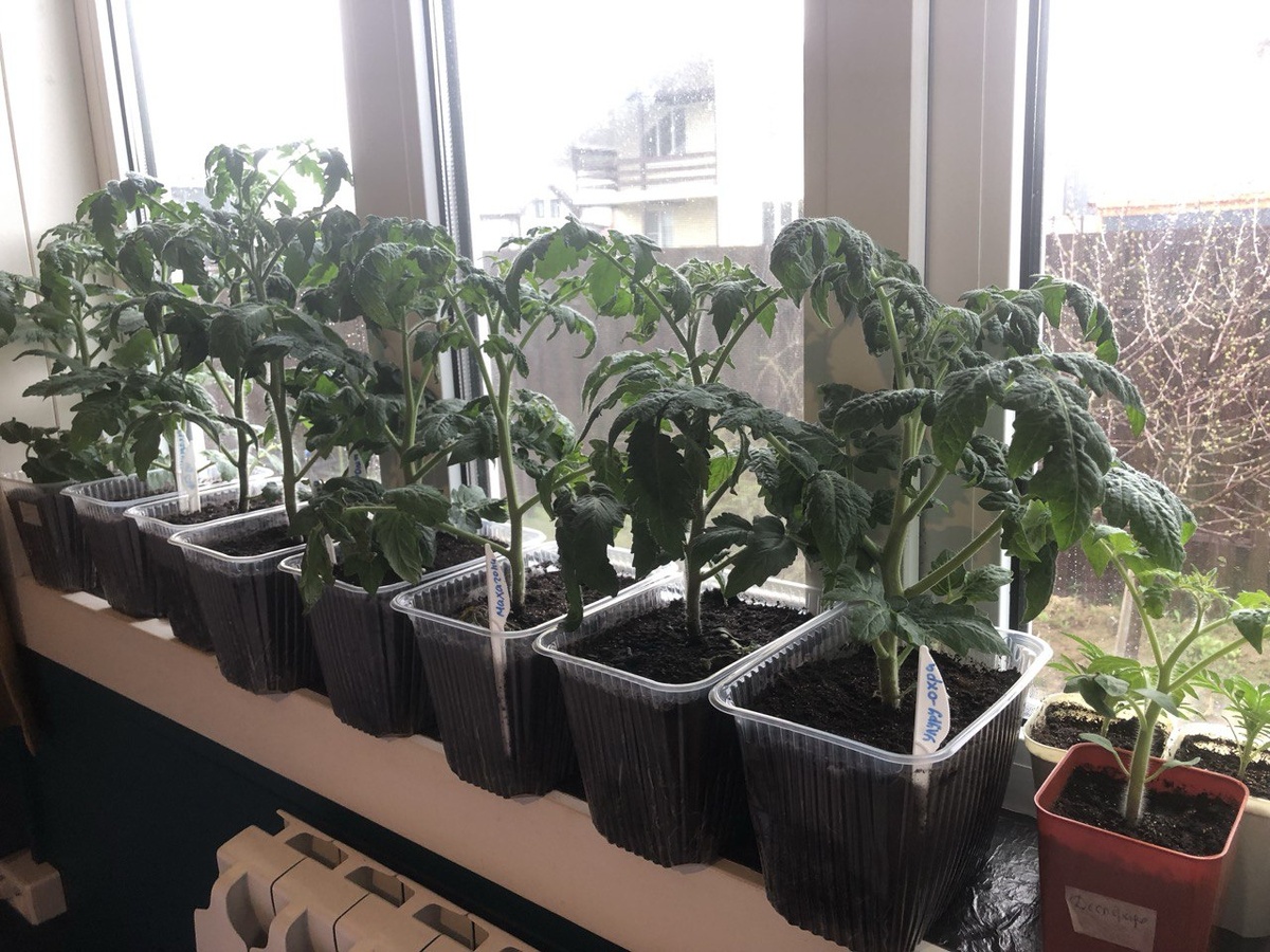 18 апреля 2024 г