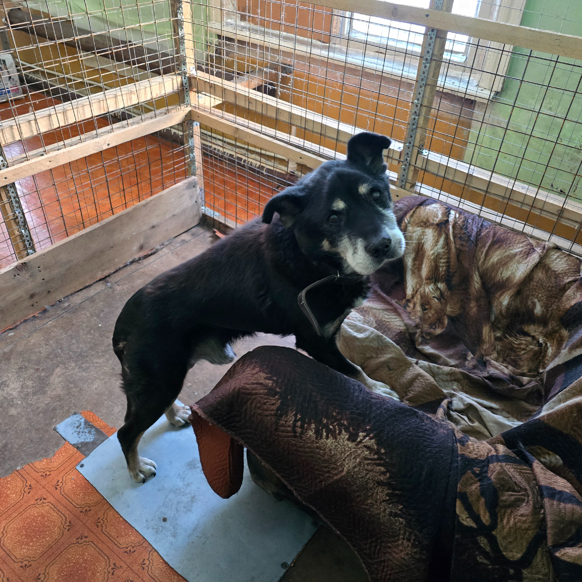 старый пёс на мягких тряпках