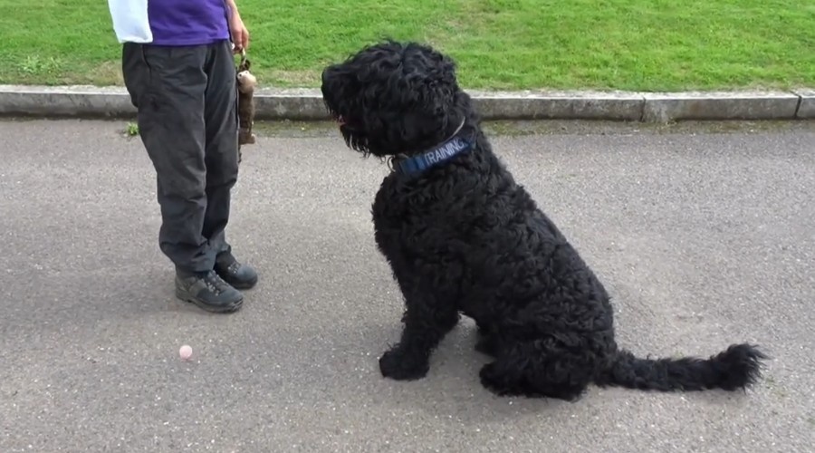 Не пожалели, что завели «Собаку Сталина». Русский черный терьер в нашем доме