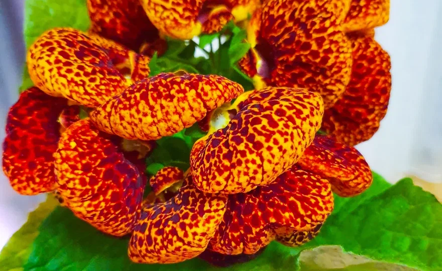 Не тяните до весны: 12 садовых растений, которые надо сеять уже в январе