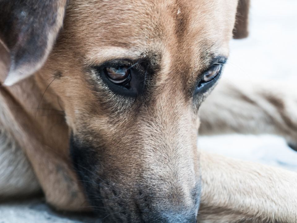    ото: istockphoto.com/Phurinee