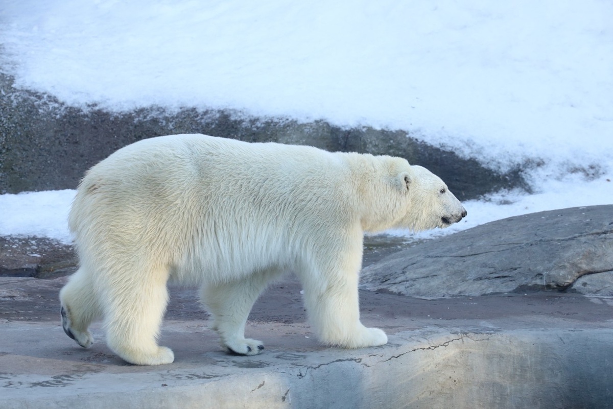 фото с сайта https://ag.mos.ru