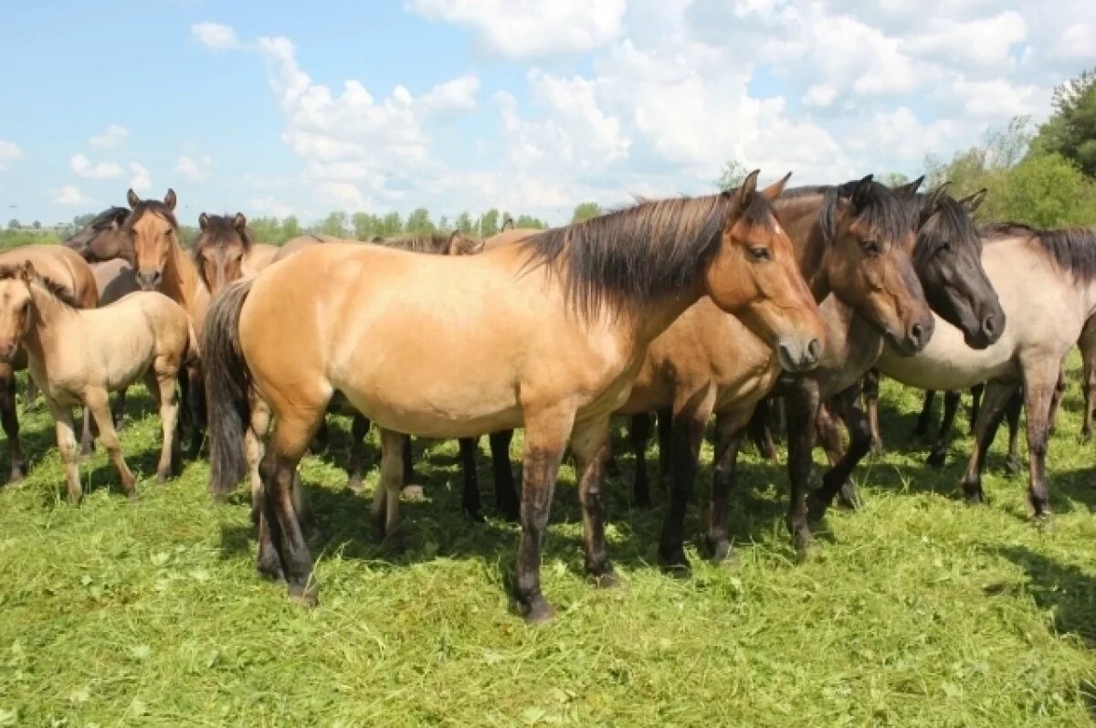    У лошадей Вятской породы длинные гривы и хвосты, которые зимой защищают от морозов, а летом — от гнуса