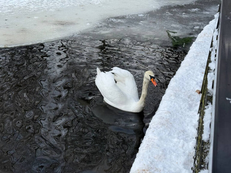   В Бузулукском районе сельчане увидели лебедя на реке и хотели его спасти Мария Чалкина