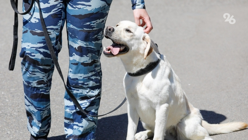      Фото: ИА «Победа26»