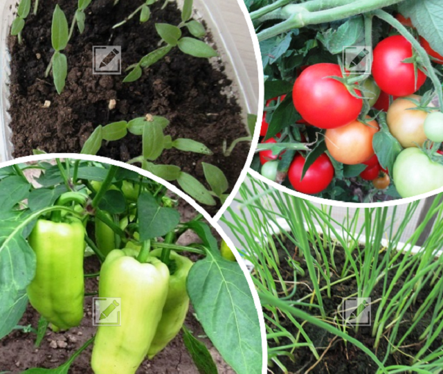 Памятка огороднику: Что посеять на рассаду из овощей в январе - апреле 2026 г