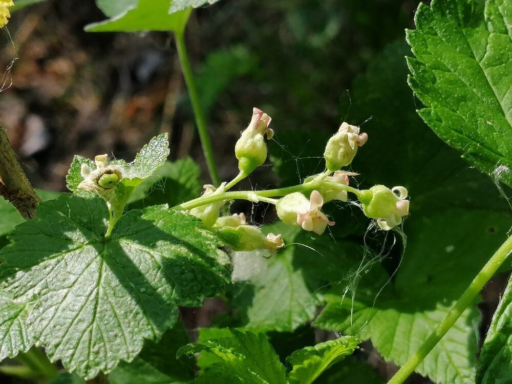 Смородина чёрная (Ribes nigrum), она же Смородина моховая — т.е. дикая, произрастающая самосевом в лесу.