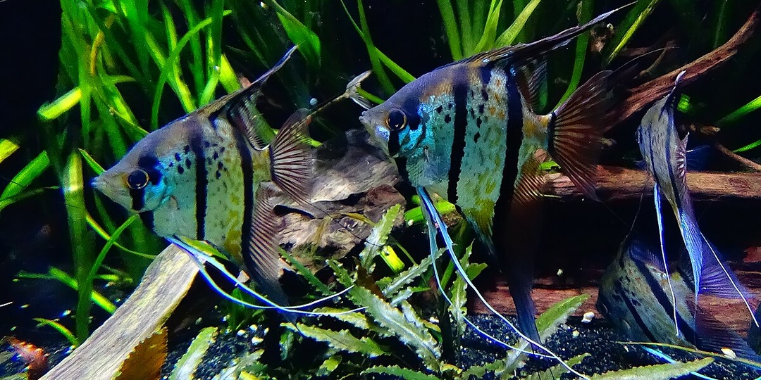 Гармония под водой: как создать идеальный союз рыб и растений в аквариуме