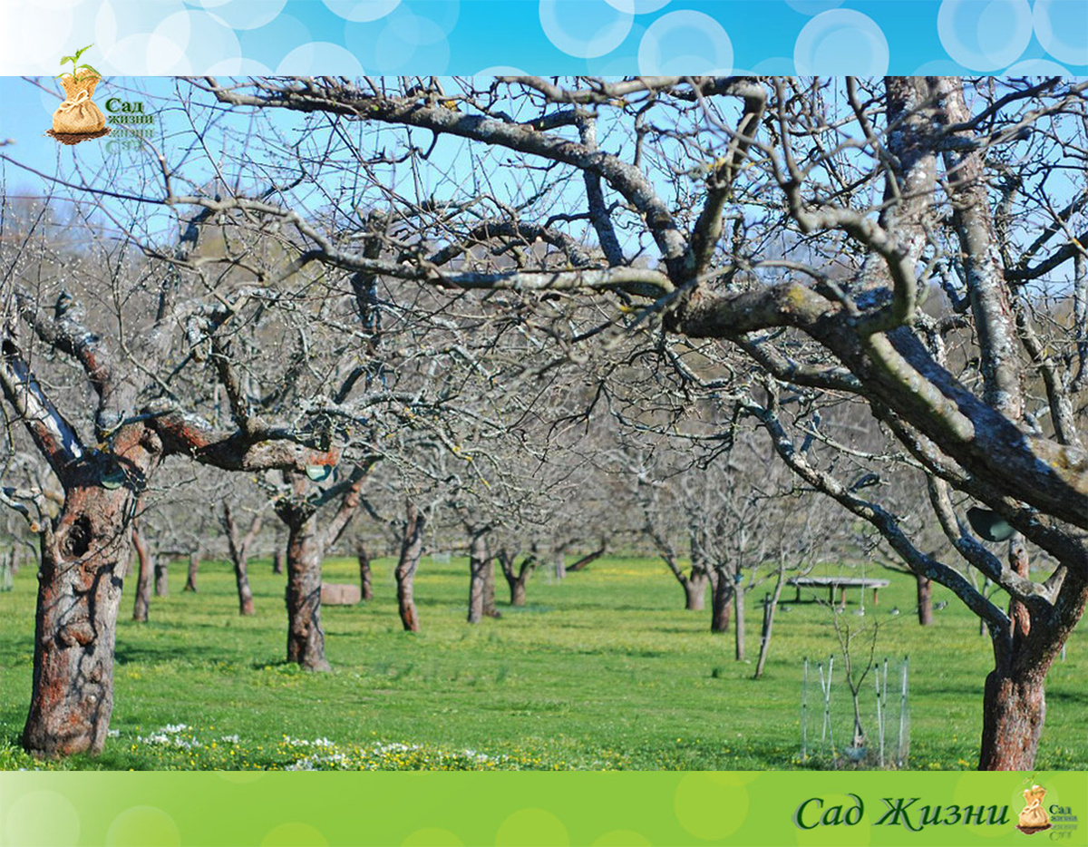 Набухающие почки — сигнал, что время обработок уже на исходе