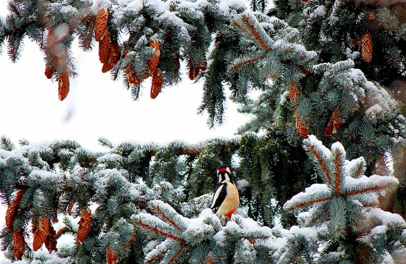 Всего самого прекрасного в наступившем году! Здоровья и красоты.