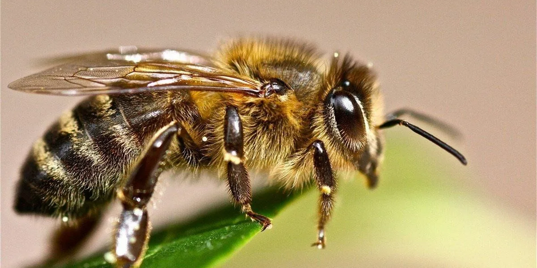 Контроль зимовки пчел