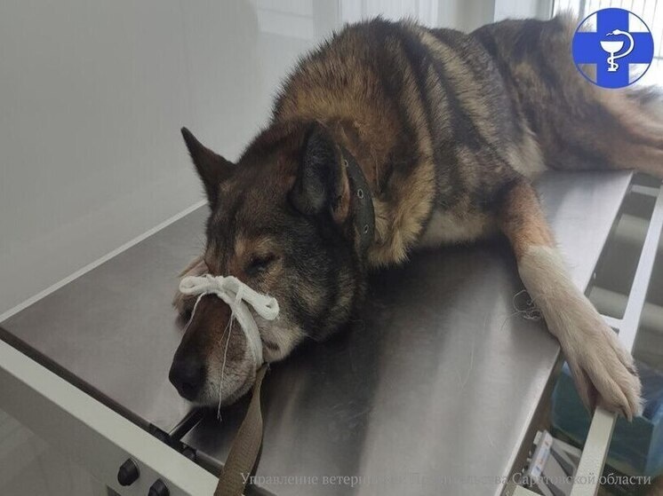     Фото: управление ветеринарии Правительства Саратовской области