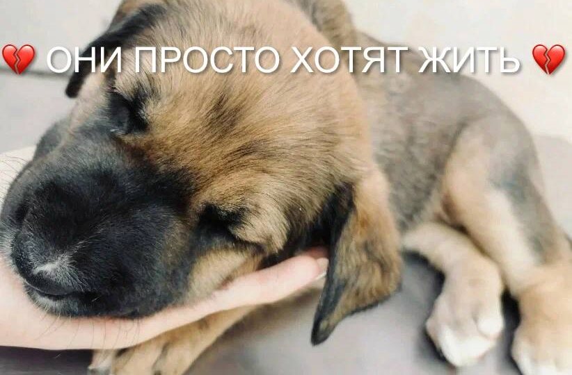 SOS! Наш приют на грани выживания!