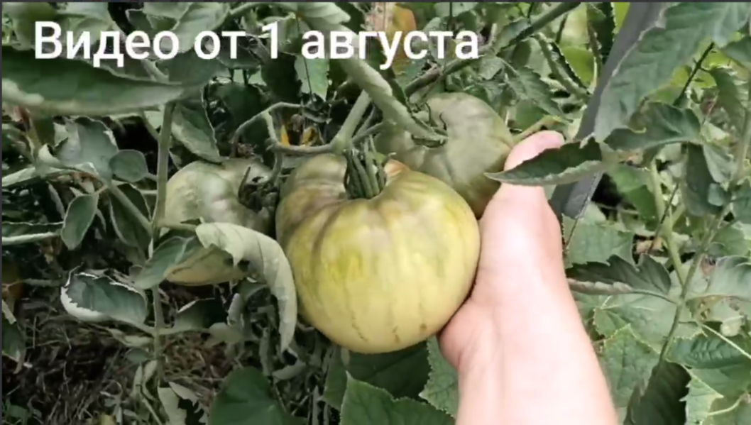 Кадр из моего видео в 2025 г.