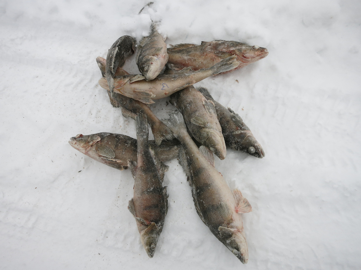 Четвёртый вариант-на рынке всегда "ловится"!!! Десяток килошных бершей....