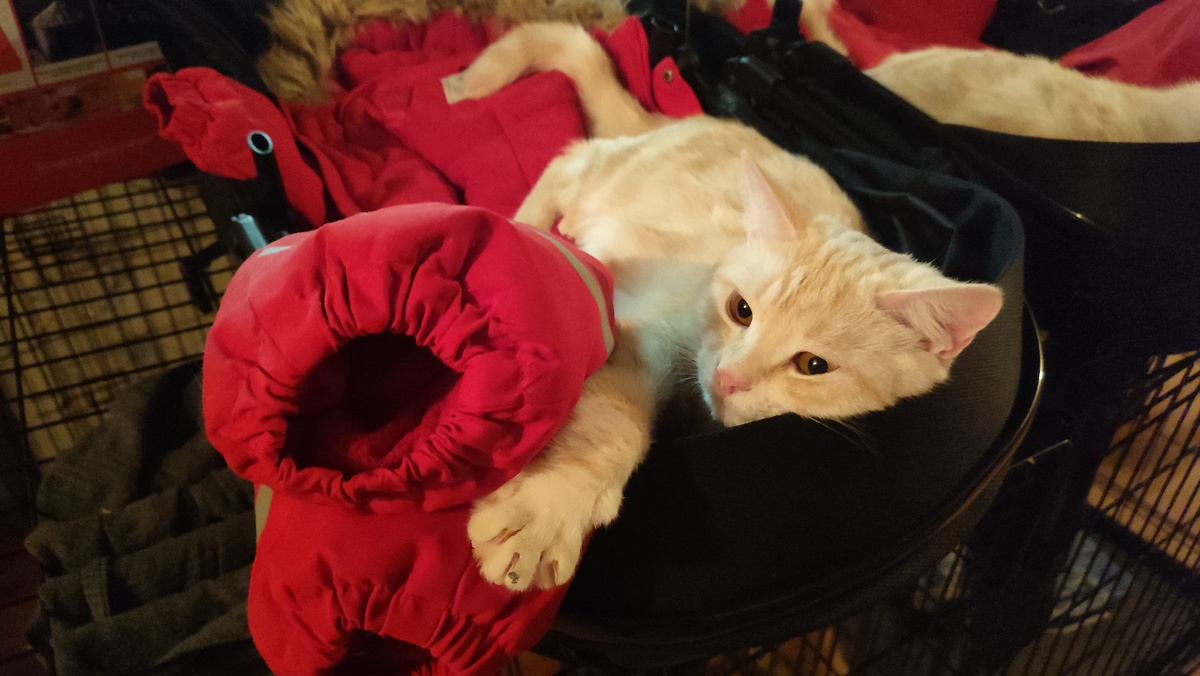 Автокресло - переноска занял Персик. Всем видом показывая, что ему там очень удобно