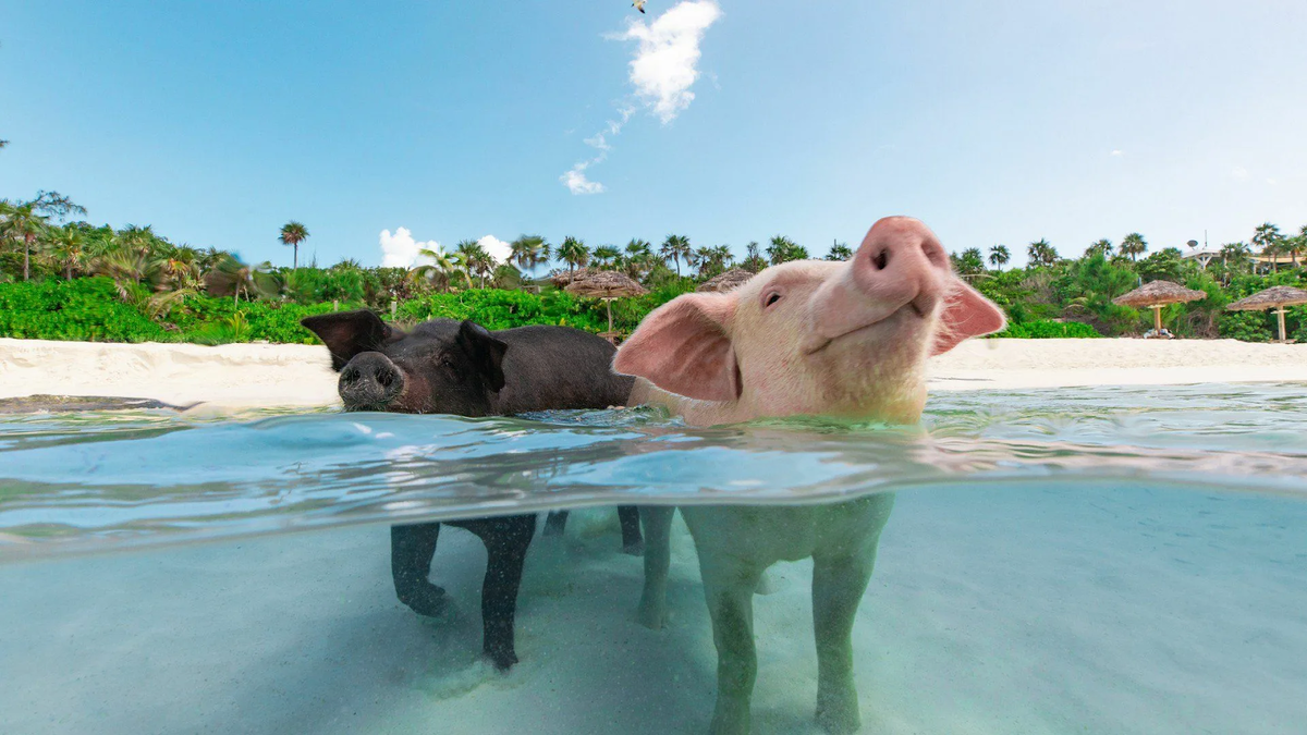 Знаменитый пляж Биг-Мейджор-Кей, где обитают дружелюбные плавающие свиньи, охотно позирующие туристам