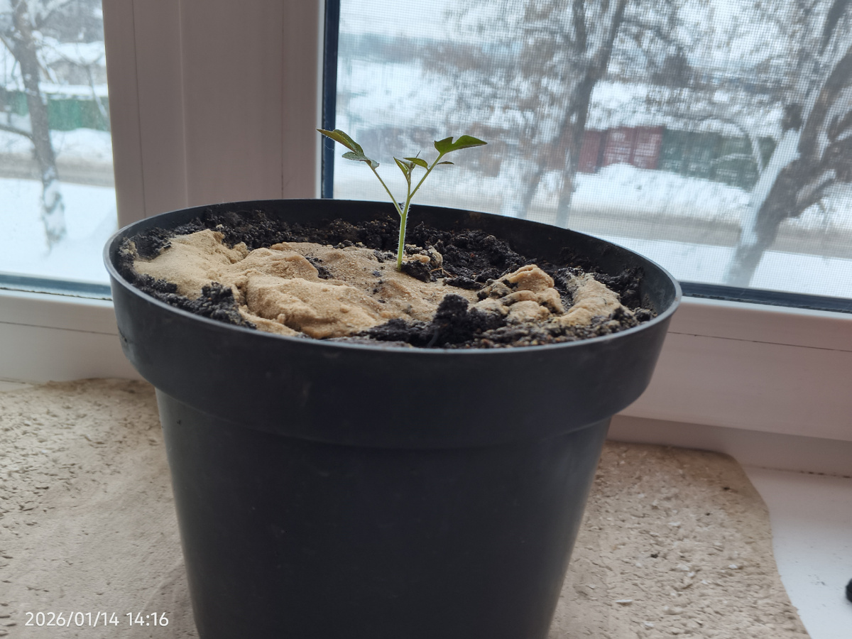 Растёт балконный томат.