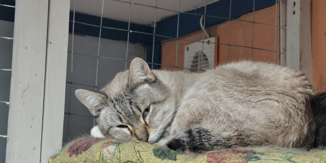 Почему кошки спят именно так? Поза №1 - голова на лапках.