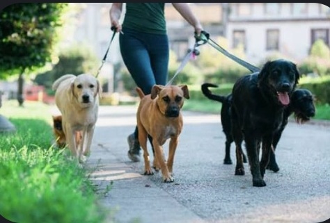 Выгул собак