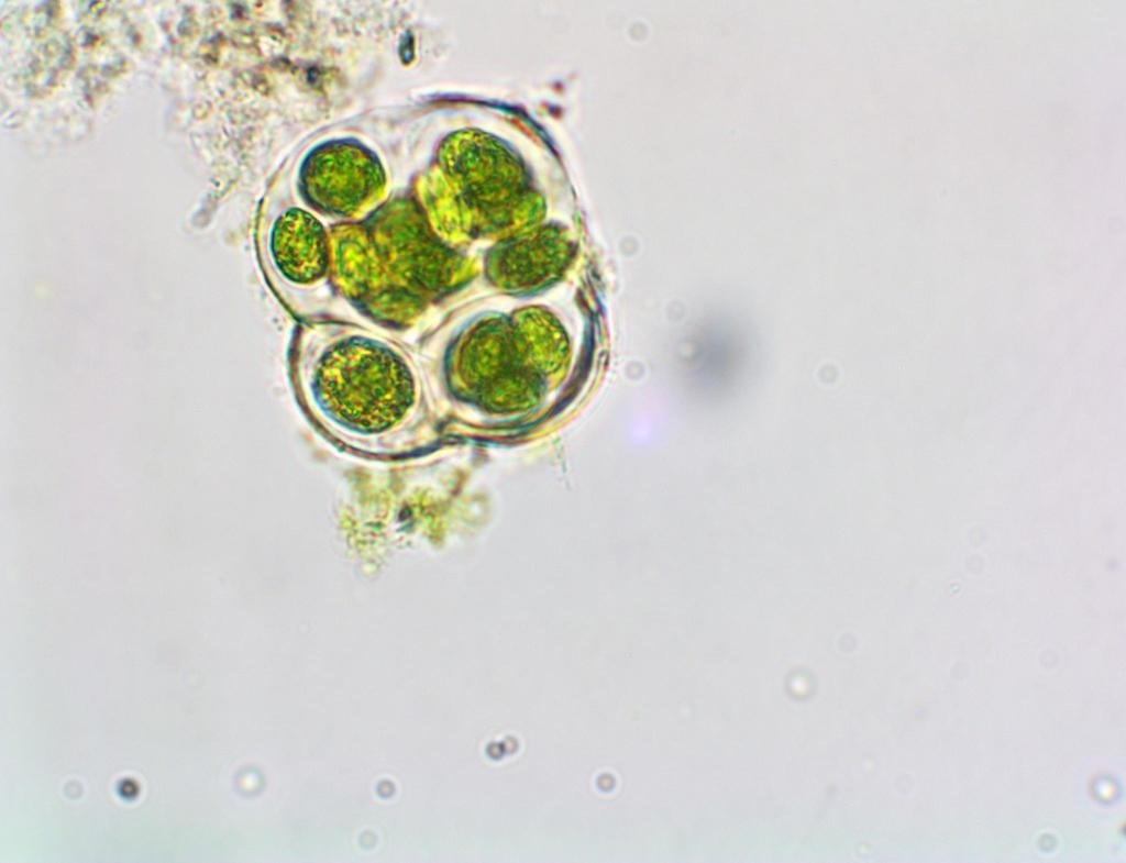    Gloeocapsa — род цианобактерий.