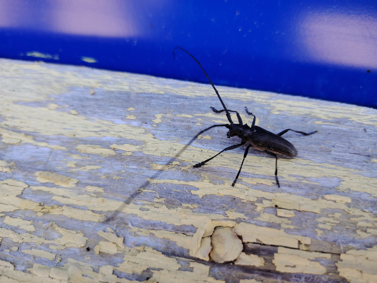 Жук-усач, База "Желанное", Приполярный Урал, Коми