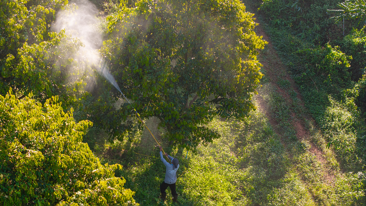     Фото: Makhh/Shutterstock/FOTODOM На плантациях деревья или кустарники часто обрабатывают средствами для защиты от вредителей. Следы этих агрохимикатов могут оставаться на скорлупе, а при раскалывании попадать и на само ядро