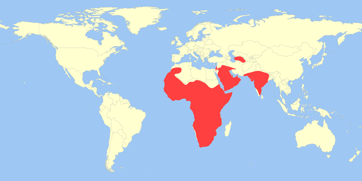    Современный ареал обитания медоедов