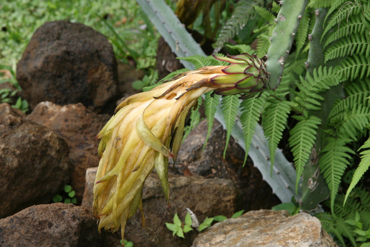 На этом снимке из Википедии хорошо заметен этот серебристо-голубоватый налет, характерный для некоторых именно хилоцереусов.