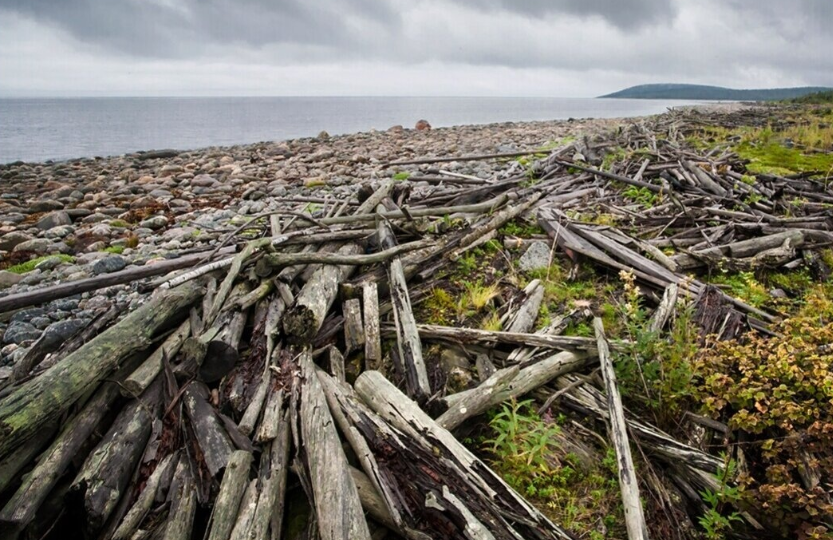 В арктическом грунте обнаружены слои уничтоженного леса — следы неизвестной катастрофы