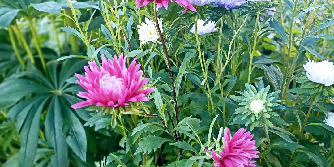 Да здравствует мультфильм