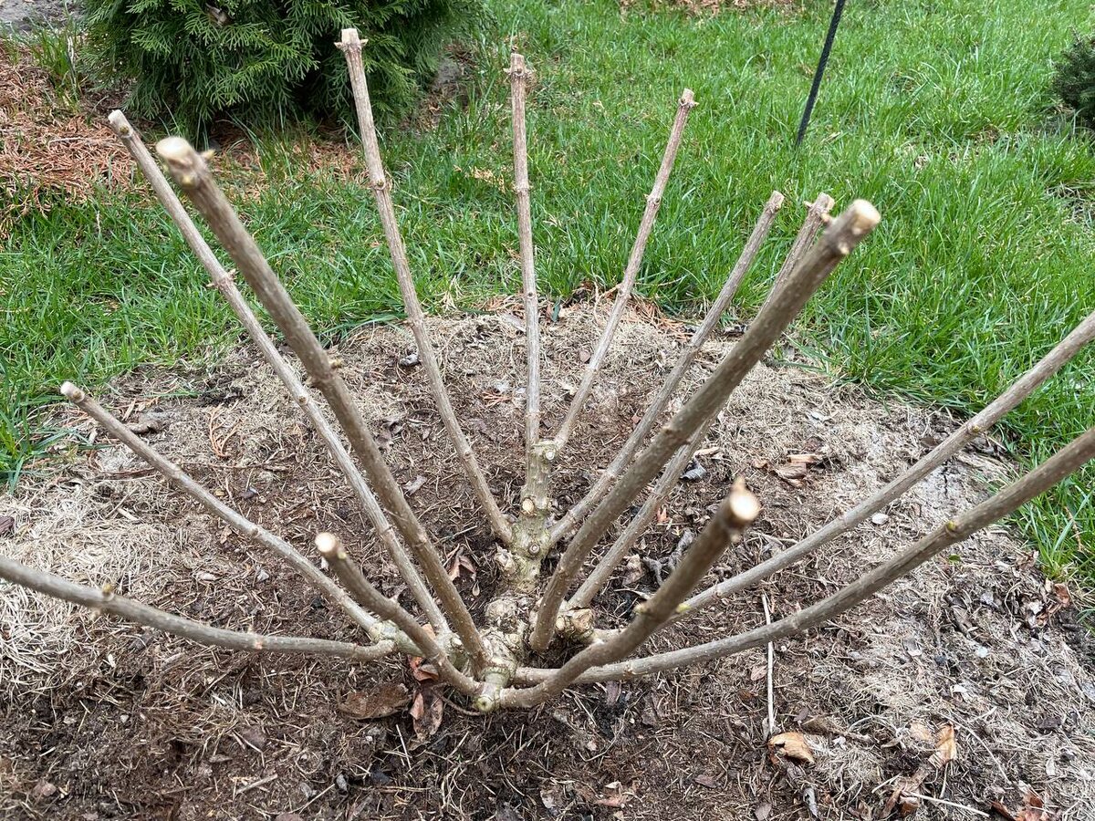 В мульче очень много спор грибков. Фото автора 