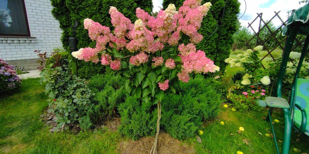 Как не вороша мульчу внести серу и удобрения под гортензии – дельный совет подписчицы