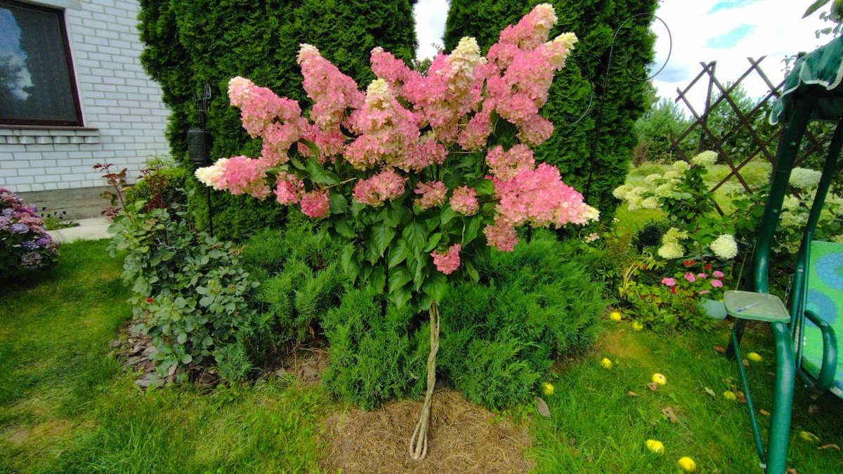 А мульча важна для гортензий как воздух. Фото автора
