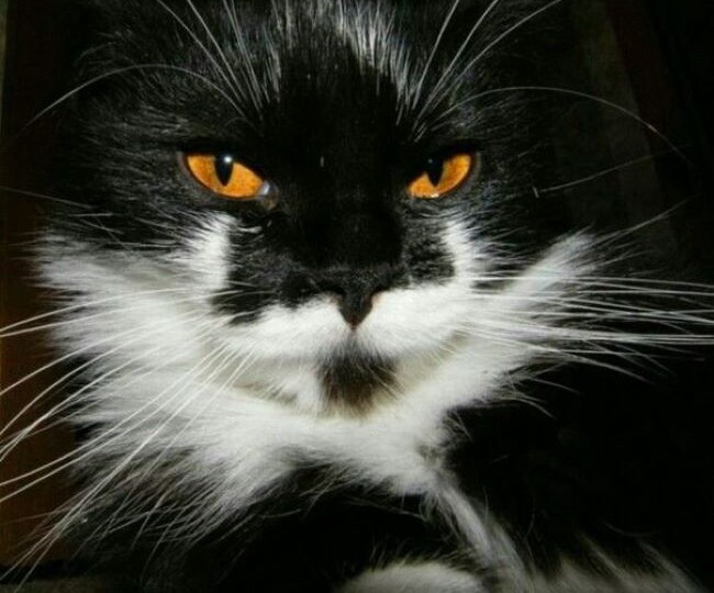 Пушистый купидон. Часть 2.