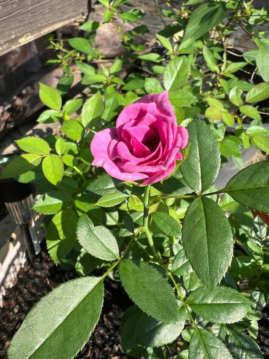 Фото Анджела Л.