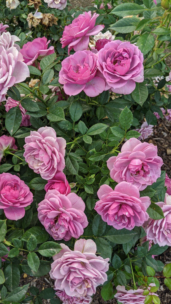Фото Northland Rosarium
