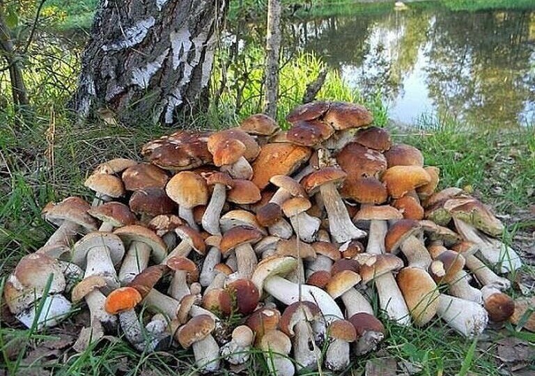 Белый гриб: Король Леса и Его Тайны