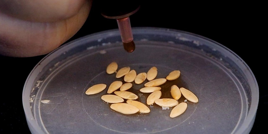 Когда семена не всходят: вся правда о стратификации