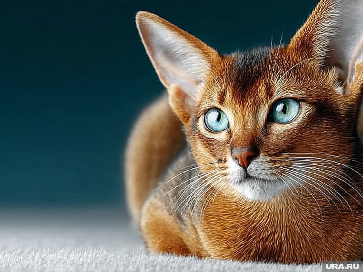     Абиссинская кошка — порода домашних кошек