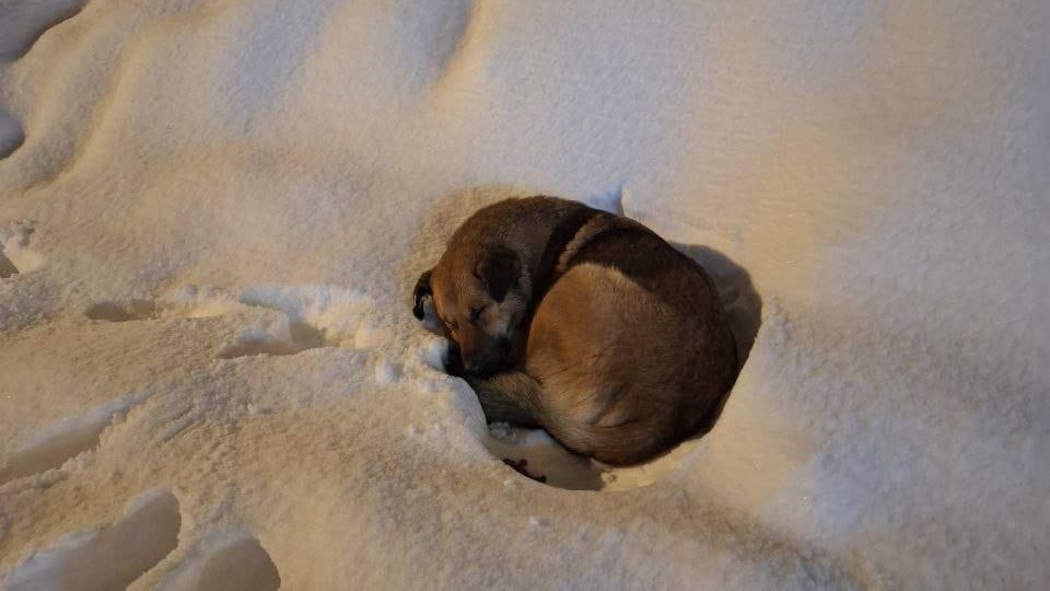 В сугробе замерзает пес, помогите🙏🏻