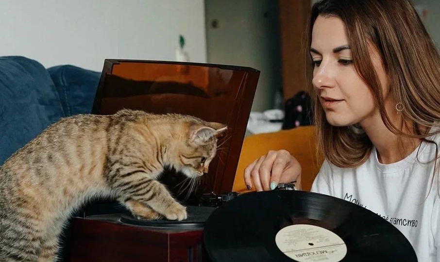 Как отучить кошку лезть на стол